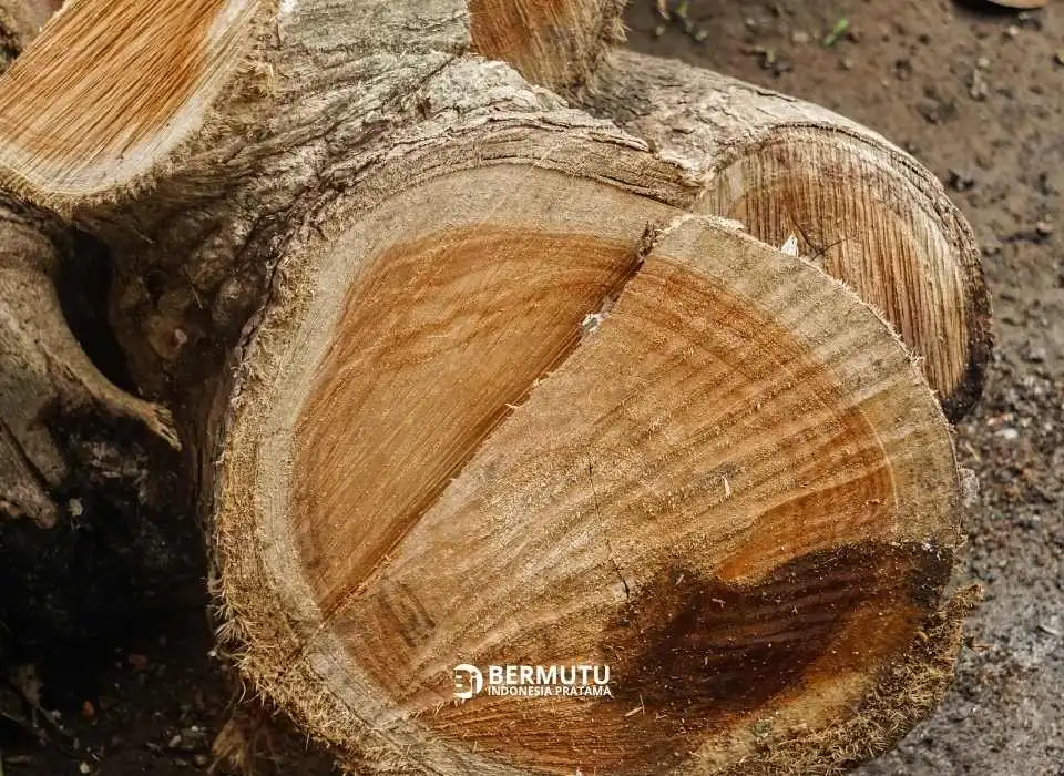 kayu jati