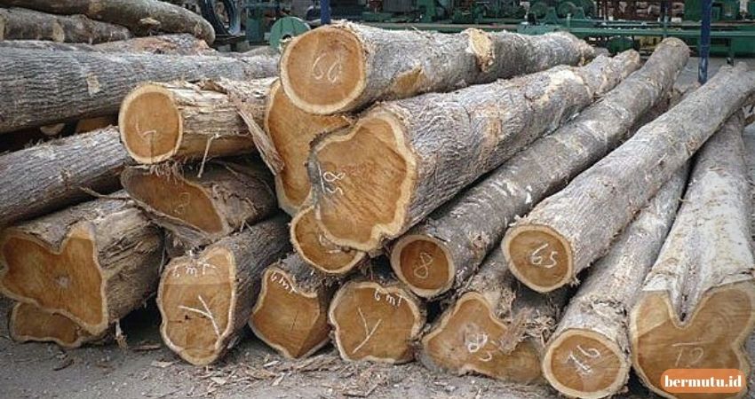 5 Jenis Kayu Paling Keras - kayu jati