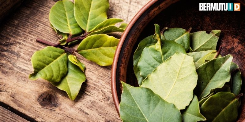 Berkenalan Dengan Kayu Rasamala 6 Pemanfaatan Daun