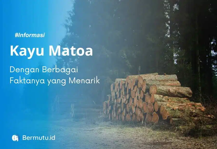 fakta kayu matoa