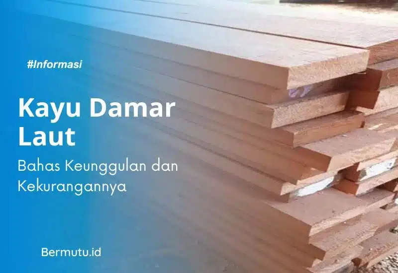 kayu damar laut