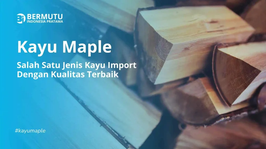 kayu maple