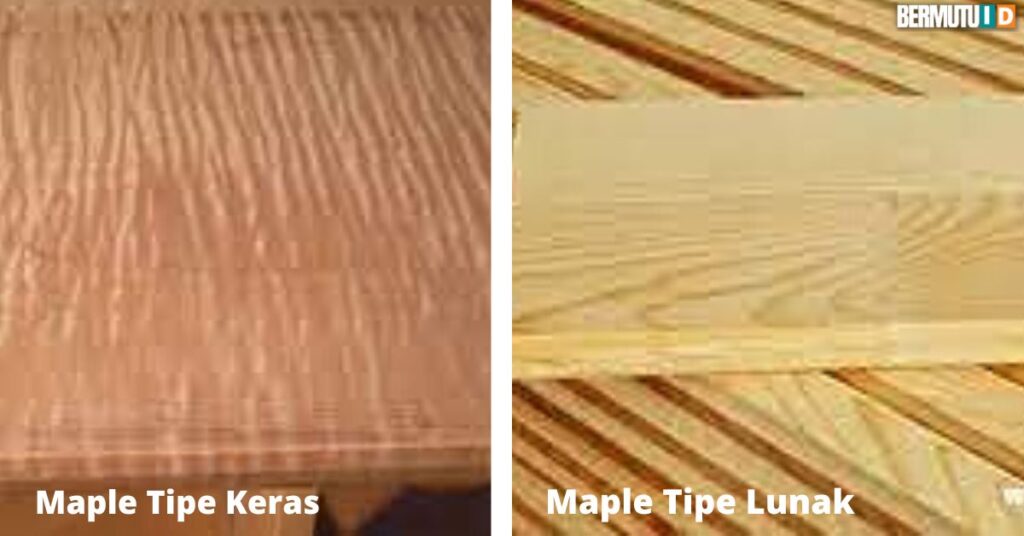 kayu maple Mempunyai Dua Tipe Berbeda