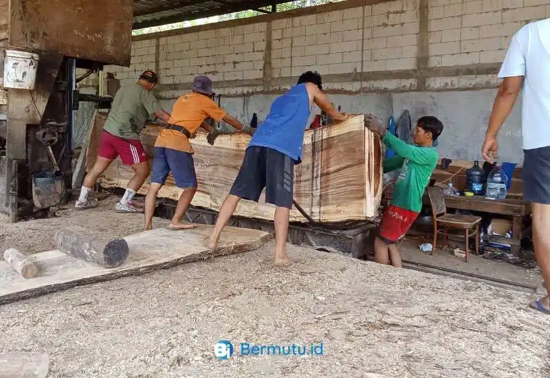kayu trembesi