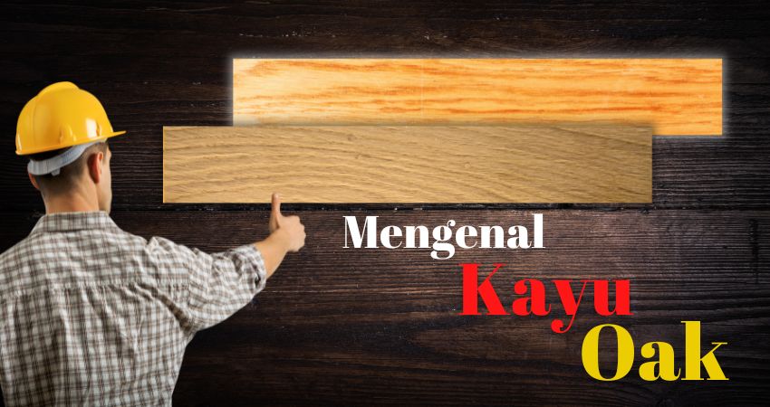 mengenal kayu oak